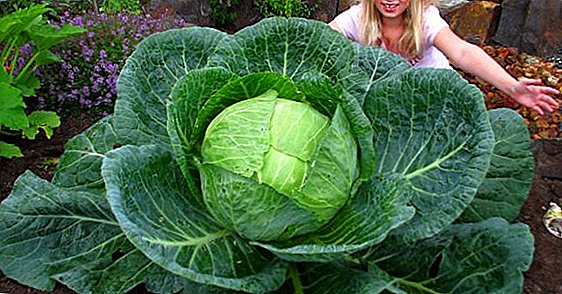 Cabbage "Megaton f1": yam ntxwv thaum sowing nyob rau hauv qhib hauv av, sowing Scheme, kev saib xyuas