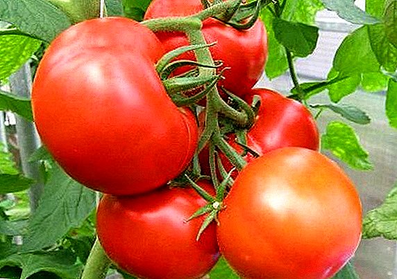 Tomato "Periferika F1": alt-rendimenta kaj varmo-rezistema vario