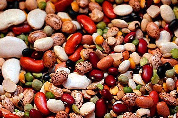 Kacang buncis kanggo awak: komposisi, keuntungan, contraindications