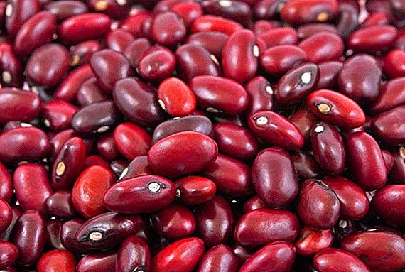 Kacang buncis: kalori kalori, apa vitamin sing ana, apa gunane, bisa ngandhut wanita
