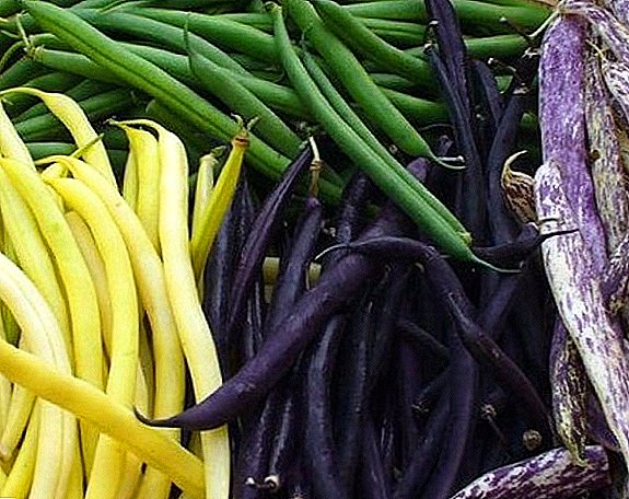 Beans: mga uri at varieties
