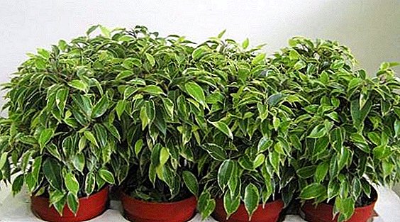 بنجامین فیکوس، مراقبت از خانه برای گیاه