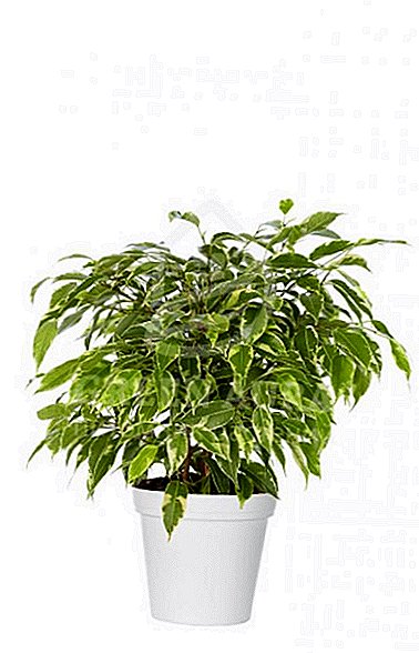Ficus Kinki: otaqda bitki baxımının xüsusiyyətləri