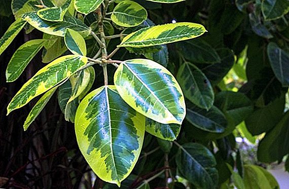 Ficus Robusta: kev saib xyuas hauv tsev