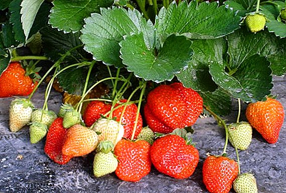 "Chifinnish" strawberries: momwe mungamerekere strawberries pogwiritsa ntchito zipangizo zamakono a Finnish