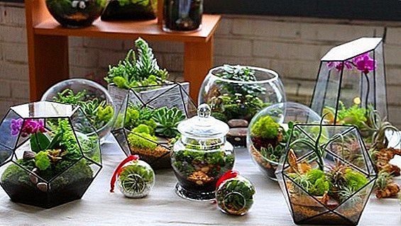 Florarium do-it-yourself: How to make a mini-garden in glass