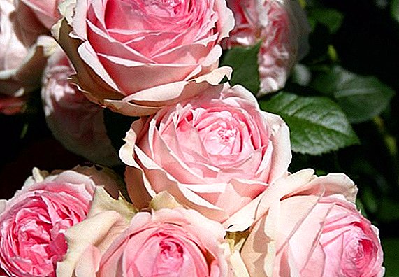 Lady Roses-eko arrosa barietateen argazkiak eta izenak