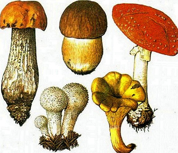 Photo le tlhaloso ea li-mushroom tsa Crimea