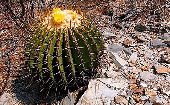 Echinocactus turlarining fotosurati, nomi va ta'rifi