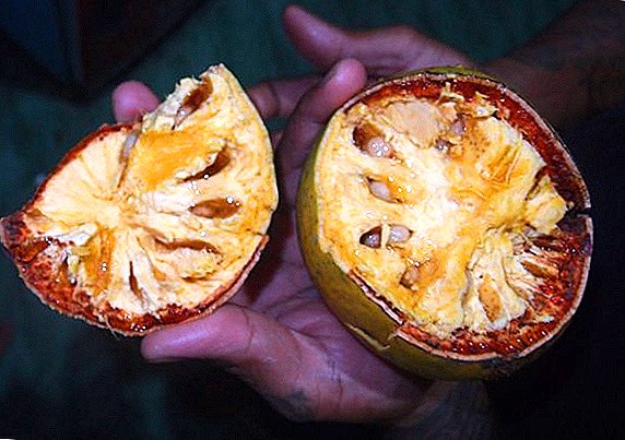 Fruta-iturria edo Thailandiako harri-sagar bat: propietate sendagarriak eta deskribapena