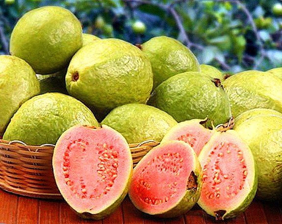 Guava fualaau aina - mea aoga, kalori, pe faapefea ona 'ai