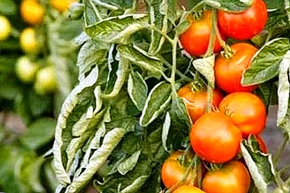 Fusarium Tomato: Atụmatụ Nlereanya