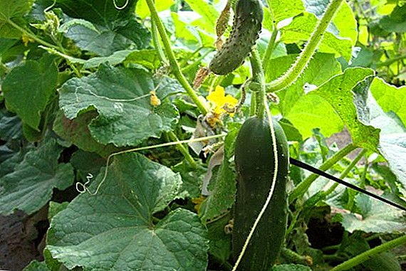 Fusarium (tracheomycotic) wilting tina cucumbers: kumaha tarung