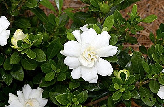 ʻO Gardenia:ʻano (ka wehewehe a me ke kiʻi)