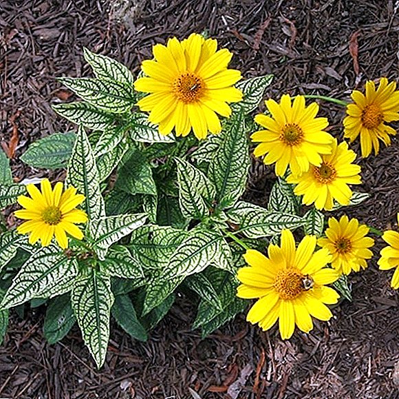 Heliopsis "Lorain Sunshine": fitsangatsanganana sy fikarakarana