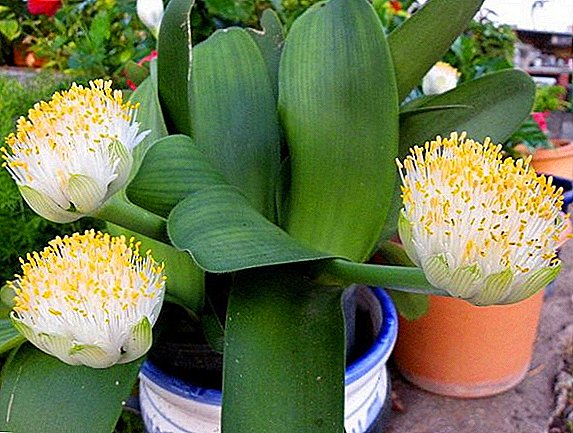 Belotsvetkovy hemanthus: karatteristiċi partikolari tal-kura fid-dar