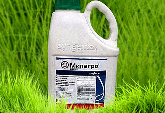 Milagro Herbicide: באַשרייַבונג, אופֿן פון אַפּלאַקיישאַן, קאַנסאַמשאַן טעמפּאָ