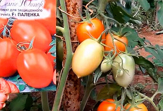 Endeterminate-type ibrid pou pwoteje tè: tomat Palenka