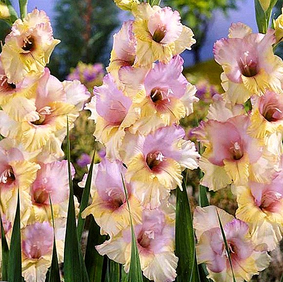Gladiolus: famaritana ny karazana tsara indrindra ho an'ny zaridaina