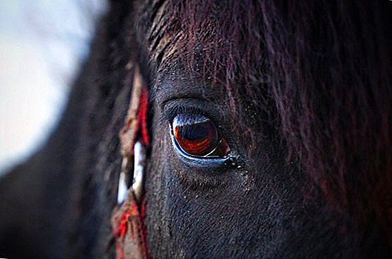 घोड्याच्या डोळ्या: कोणते रंग, कोणते रोग आहेत, ते काठावर बंद का करतात