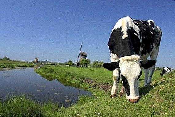 डच गाय, या जातीचे मनोरंजक तथ्य