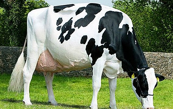 Հոլանդական ցորենի կաթնային կովեր. Առանձնանում տների աճող հատկություններ