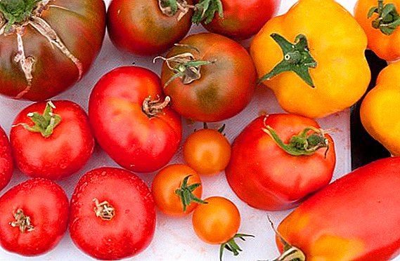 Variedades holandesas de tomates con fotos e descricións