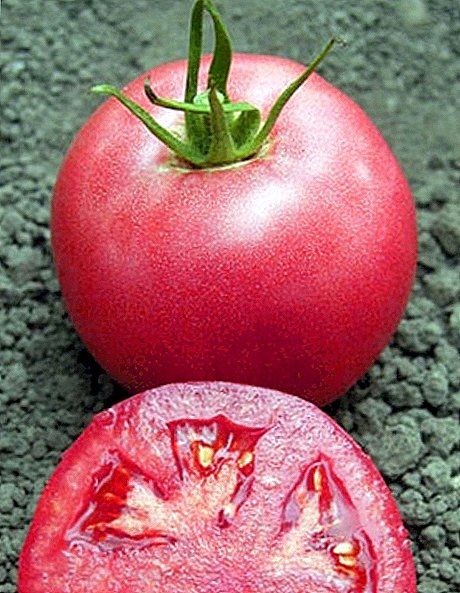هیبرید هلندی: تنوع گوجه فرنگی Pink Unicum