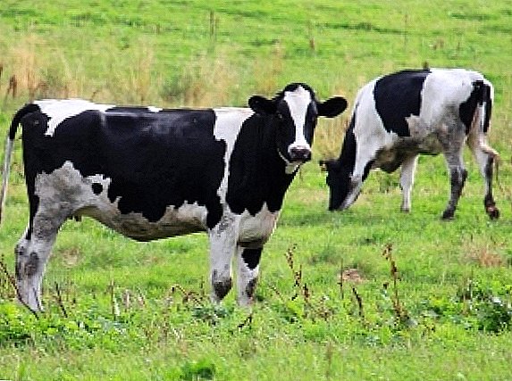 Raza Holstein de vacas