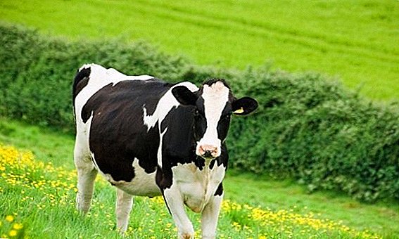 Laktekstaj bovinoj de Holstein: kiel zorgi kaj kiel manĝi