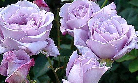 Blue Rose "Blue pafen": karakteristik nan ap grandi