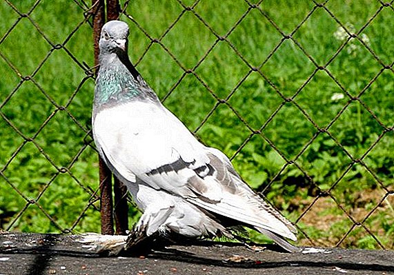 Pigeons ntawm agaran (Türkmen)
