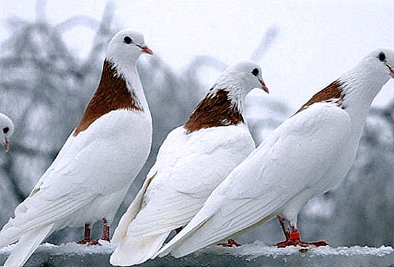 Pigeons nui-rere rererangi