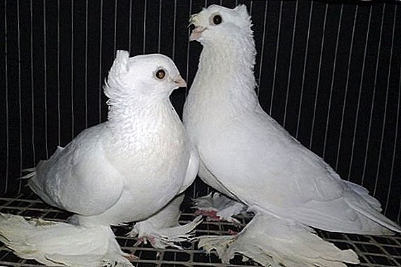 Pëllumbat kasany: si të kujdesen dhe si të ushqehen në shtëpi