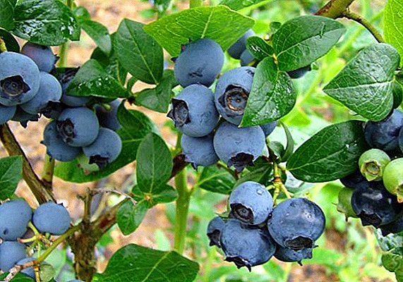 Blueberries: gaixotasunak eta haien tratamendua