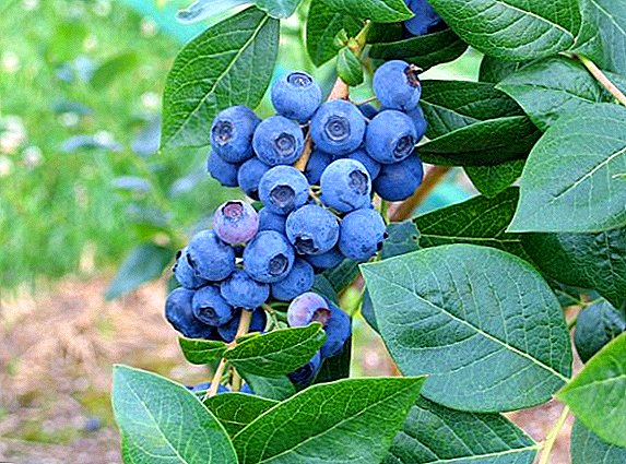 Blueberry "Northland": famaritana sy fambolena vary