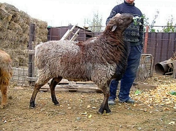 Ang garbo sa mga steppes sa Kazakhstan - edilbayevskaya tinapay sa mga carnero