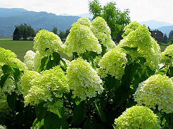 Hortensia Limelight: kev piav qhia thiab cultivation