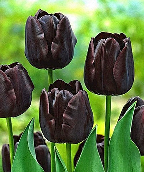 Kompetenta prizorgado de nigraj tulipoj sur lito
