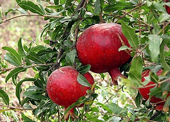 Pomegranate Bam (Granatapfel) - wuessen a suergfälteg ze maachen fir d'Planzerei zu Hause
