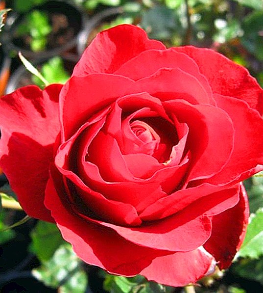 Rose hybrid tshuaj yej "Grand Gala"