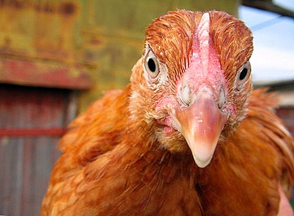Гранулирано пилешко ѓубриво "Флорекс": употребата на комплексни ѓубрива