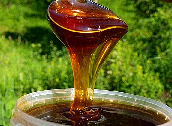 Buckwheat honey: unsa ang gamit niini, unsaon sa pagpili, tipiganan ug posible nga kadaot
