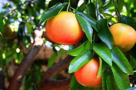 I-Grapefruit: ekhulayo futhi enakekela umuthi ovuthiwe