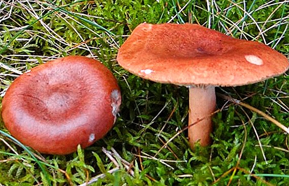Mushroom Lactarius Рутка: жегенге же жок