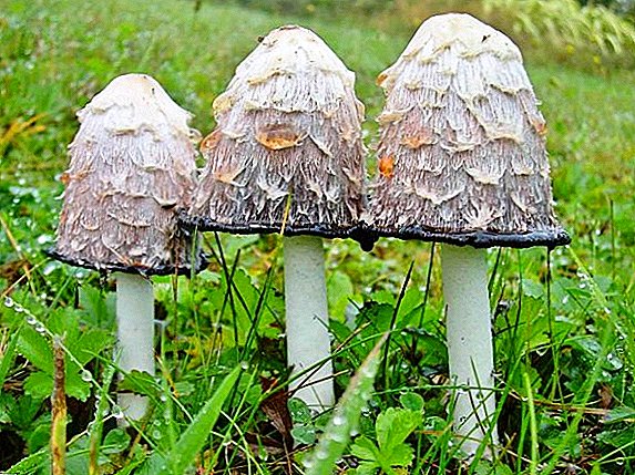 Dwarf white mushroom: makaon o dili