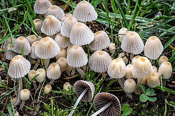 Печурки за печурки: видови, опис