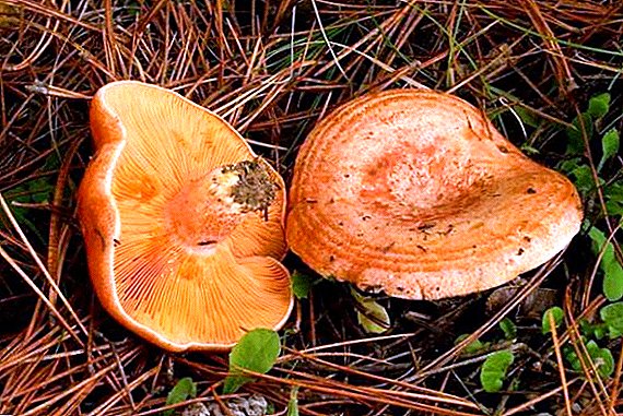 Ryzhik mushroom: wehewehe, kahi o ka ulu, nāʻano, nā meaʻai huki