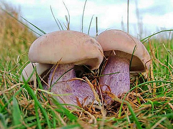 Bo-mushroom ba phaphamale: photo le tlhaloso