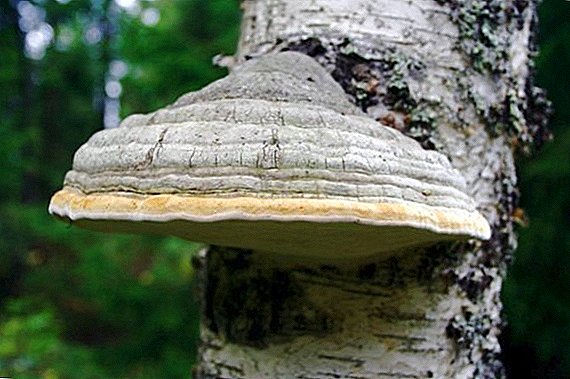 Tandu jamur: deskripsi lan aplikasi ing kedhokteran
